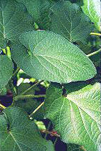 KAVA () - HIPERnatural.COM
