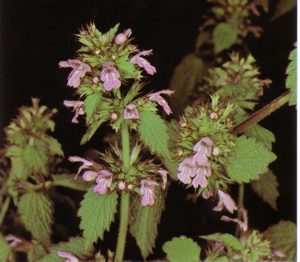 LAMI (lamiumpurpureum) - HIPERnatural.COM