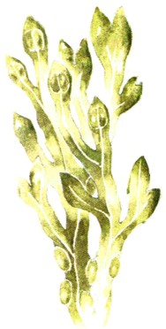 LAMINARIA () - HIPERnatural.COM