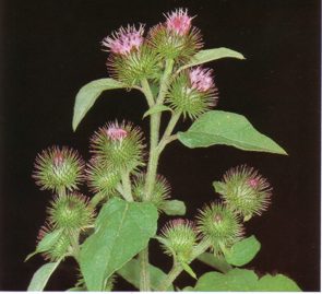 LAMINARIA (arctiummajus) - HIPERnatural.COM