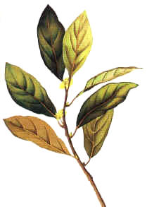 LAUREL () - HIPERnatural.COM