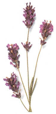 LAVANDA () - HIPERnatural.COM