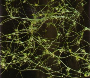 LENTIBULARIA (utriculariavulgaris) - HIPERnatural.COM