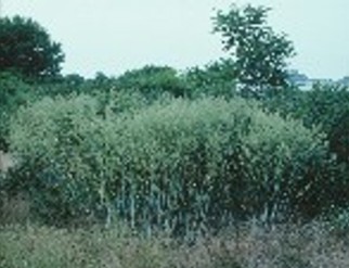 Lepidi () - HIPERnatural.COM