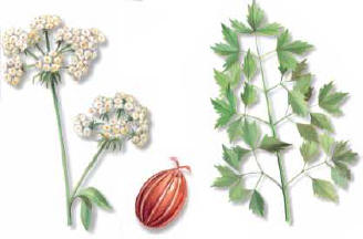 Lovage () - HIPERnatural.COM