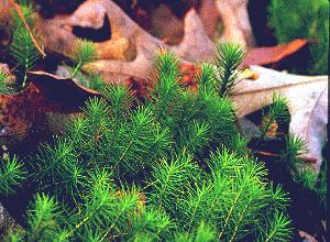 Lycopodium () - HIPERnatural.COM