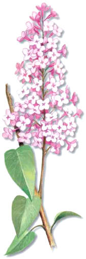 LILO (syringavulgaris) - HIPERnatural.COM