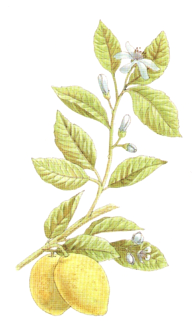 LIMONCRIOLLO (citruslimonum) - HIPERnatural.COM