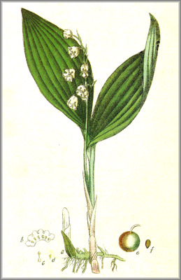 LIRIO () - HIPERnatural.COM
