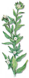 LITOSPERMO (mijodesollithospermumerythorryzon) - HIPERnatural.COM