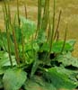 LLANTENMAYOR (plantagomajor) - HIPERnatural.COM