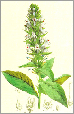 LOBELIA () - HIPERnatural.COM