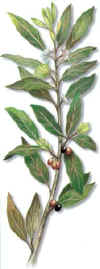 LOREDA (laurel�laurus�nobilis) - HIPERnatural.COM