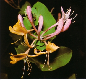 Lonicerajaponica (lonicera) - HIPERnatural.COM