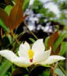 MAGNOLIA (magnoliagrandiflora) - HIPERnatural.COM