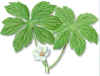 AMERICANMandragora (podfilopodophyllumpeltatum) - HIPERnatural.COM