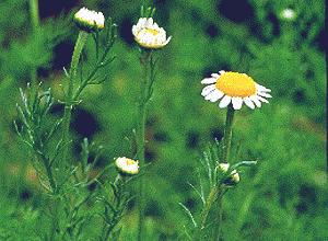 ROMANCHAMOMILE () - HIPERnatural.COM