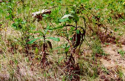 MATICO (piperangustifolium) - HIPERnatural.COM