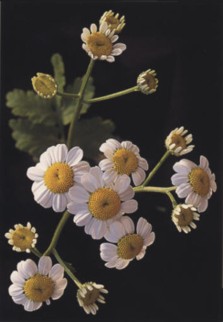 MATRICARIA () - HIPERnatural.COM