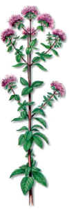 MEJORANA�SILVESTRE (or�ganooriganum�vulgare) - HIPERnatural.COM