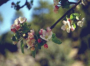 Quince (cydoniaoblonga) - HIPERnatural.COM