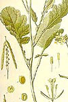 Blackmustard (brassicanigra) - HIPERnatural.COM