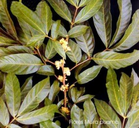 MUIRAPUAMA (ptychopetalumolacoides) - HIPERnatural.COM