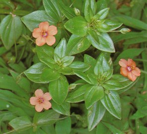 mouron () - HIPERnatural.COM