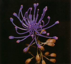 Muscari (muscaricomosum) - HIPERnatural.COM