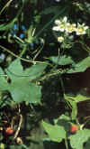 Navet du diable (brionia bryonia dioica) - HIPERnatural.COM