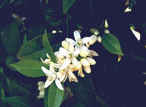 SweetOrange (citrussinensis) - HIPERnatural.COM