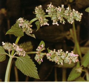 Cataire (nepetacataria) - HIPERnatural.COM