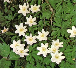 Nemorosa (anemonenemorosa) - HIPERnatural.COM