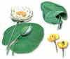 Nnuphar (l.) - HIPERnatural.COM
