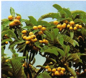 NflierduJaponAPON (mespilusjaponica) - HIPERnatural.COM