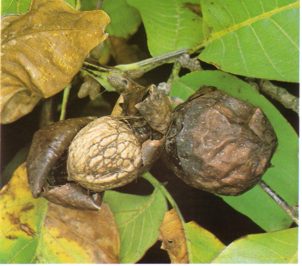 NOYERamri (juglansnigra) - HIPERnatural.COM