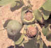 NOGUERA (nogaljuglansregia) - HIPERnatural.COM