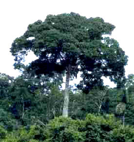 NUEZBRSIL (bertholletiaexcelsa) - HIPERnatural.COM