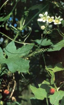NUEZNEGRA (brioniabryoniadioica) - HIPERnatural.COM