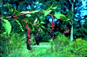 OMBU (phitolaccadioica.) - HIPERnatural.COM