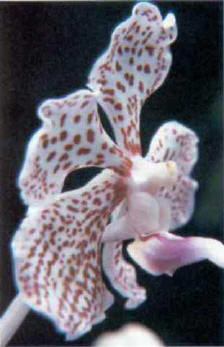 ORCHIS (orchismascula) - HIPERnatural.COM