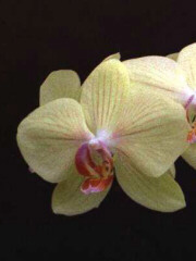 ORQUIDEA (orchis) - HIPERnatural.COM