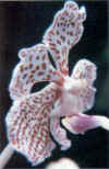 ORQUDEAMACHO (satirinmanchadoorchismascula) - HIPERnatural.COM