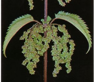ORTIGAMENOR (urticaurens) - HIPERnatural.COM