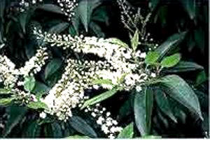 PALOLORO (prunuslusitanical.) - HIPERnatural.COM