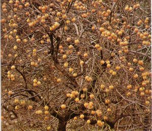 PALOSANTO (diospyroskaki) - HIPERnatural.COM