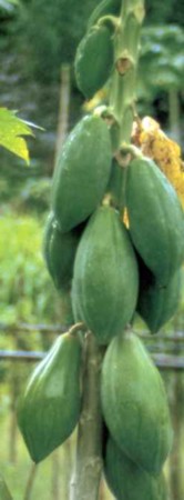 PAPAYE (CARICAPAPAYA) - HIPERnatural.COM