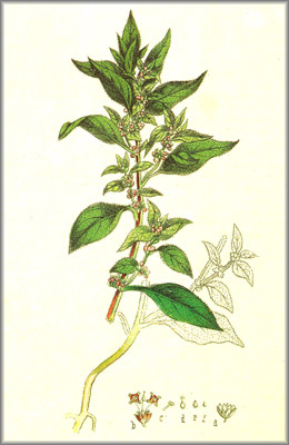PARIETARIA () - HIPERnatural.COM