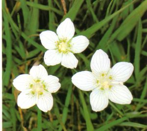 PARNASIA (parnassiapalustris) - HIPERnatural.COM