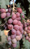 PARRA (vidvitisvinifera) - HIPERnatural.COM